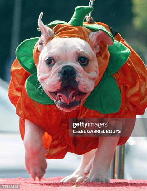 Dog named Bob wears a pumpkin outfit during a doggy costume contest in West Hollywood, California, 28 October 2007. AFP PHOTO GABRIEL BOUYS