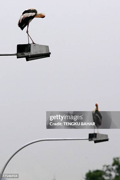 Flock of milky storks perch themselves on highway lamp posts in the outskirts of Kuala Lumpur, 29 October 2007. The milky stork , which is native to...