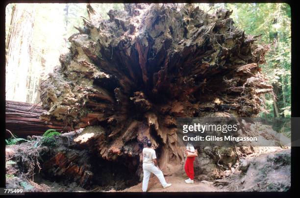 Visitors are dwarfed by a fallen redwood January 1, 1995 in Humboldt Redwoods State Park, CA. Redwoods can live to be 2000 years old, grow to over...