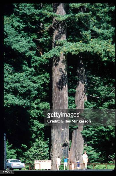 Visitors are dwarfed by giant redwoods January 1, 1995 in Humboldt Redwoods State Park, CA. Redwoods can live to be 2000 years old, grow to over 300...