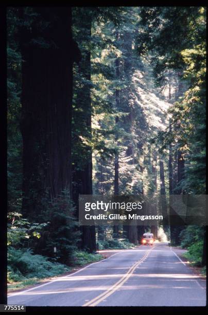 Motorhome is dwarfed by giant redwoods January 1, 1995 in Humboldt Redwoods State Park, CA. Redwoods can live to be 2000 years old, grow to over 300...