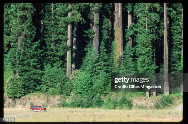Truck is dwarfed by giant redwoods January 1, 1995 in Humboldt Redwoods State Park, CA. Redwoods can live to be 2000 years old, grow to over 300 feet...