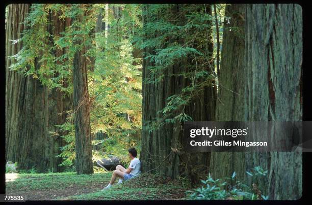 Visitor rests among giant redwoods January 1, 1995 in Humboldt Redwoods State Park, CA. Redwoods can live to be 2000 years old, grow to over 300 feet...