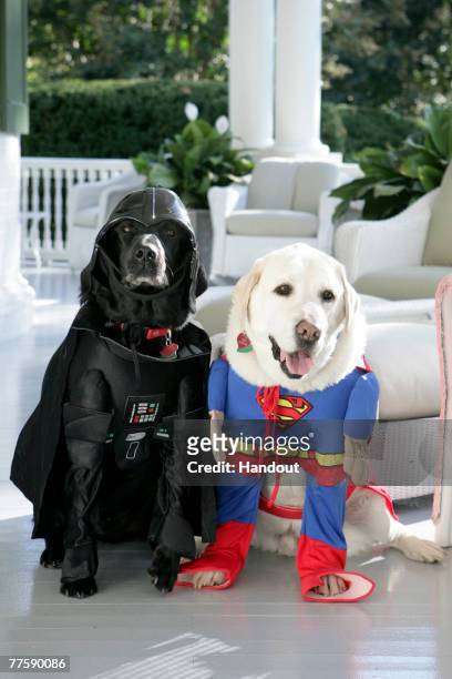 In this handout photo provided by The White House,Vice President Dick Cheney's Labrador retrievers Jackson and Dave sit for photos at the Vice...