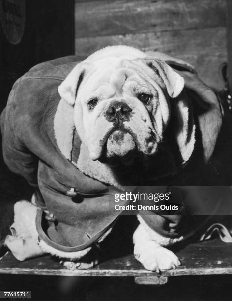 Seven month old bulldog Overfen Shamus keeping warm in a sheepskin coat at Olympia where he is competing in the Ladies Kennel Associsation...