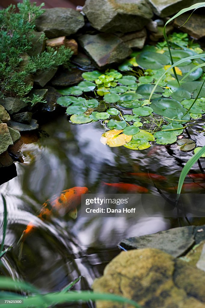 Fishes are seen swimming in the pond while flat leaves float on the surface of the water