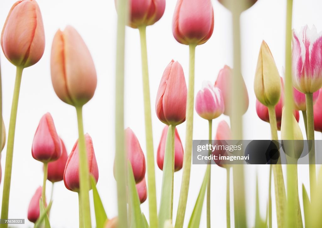 Tulip field