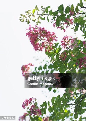 Crape myrtle Crape myrtle