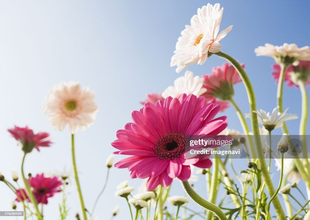 Transvaal Daisy and Marguerite