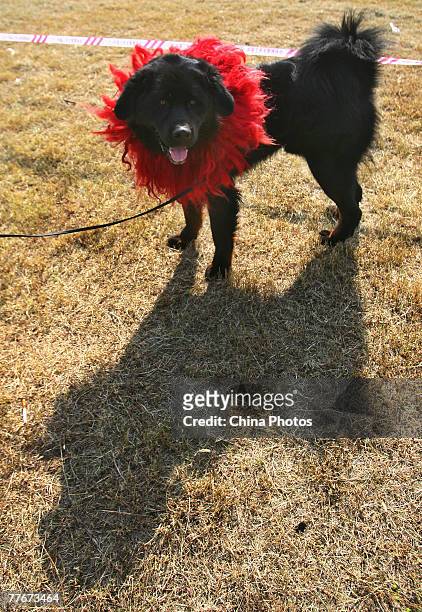 Tibetan Mastiff is displayed during the 2007 China All-Breed Dog Show and Training Contest on November 3, 2007 in Nanjing of Jiangsu Province, China....