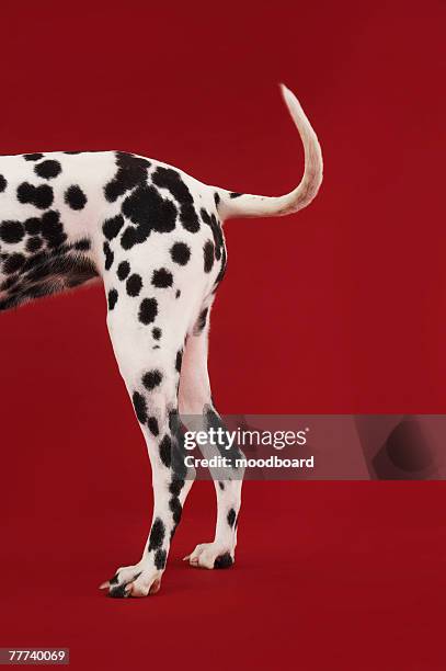 dalmatian rear - dalmatian dog stock pictures, royalty-free photos & images