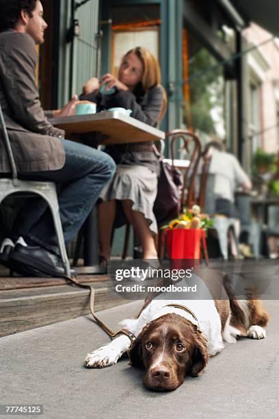 dog lying on sidewalk outside sidewalk cafe - setter on stock pictures, royalty-free photos & images