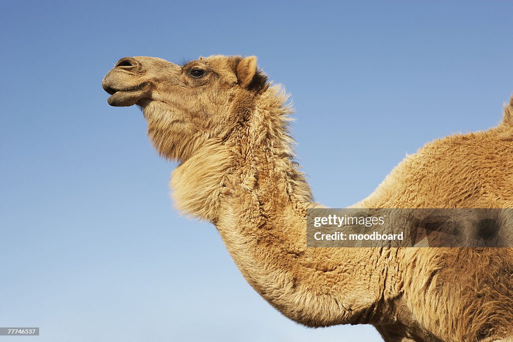 Dromedary Camel