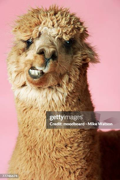 14 283 bilder, fotografier och illustrationer med Lama Animal - Getty Images