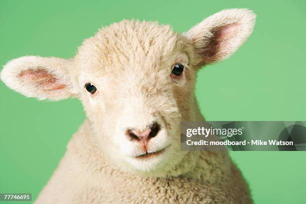 lamb's head - lamb ストックフォトと画像