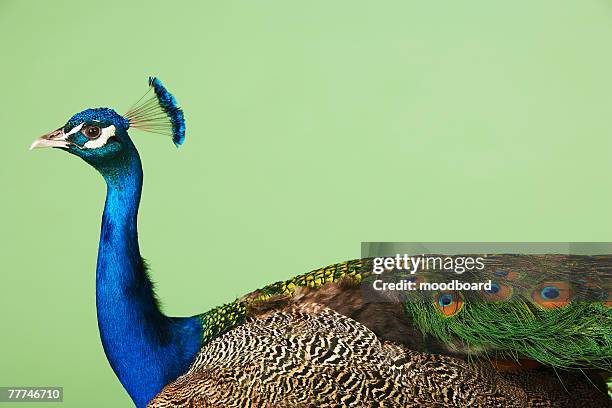 peacock with blue head - pavone foto e immagini stock