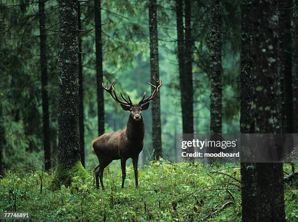 elk in forest - einzelnes tier stock-fotos und bilder