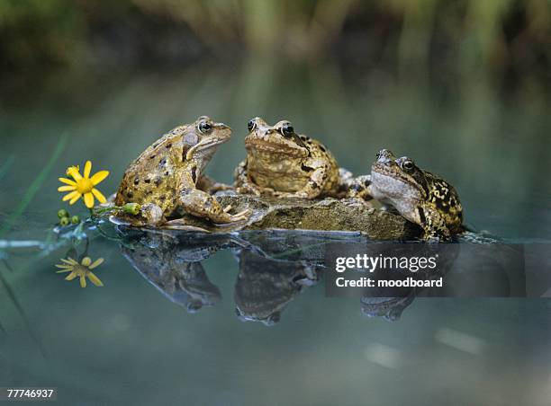 frogs sitting on rock - frösche stock-fotos und bilder