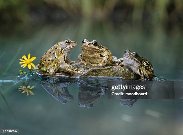 frogs sitting on rock - rana foto e immagini stock