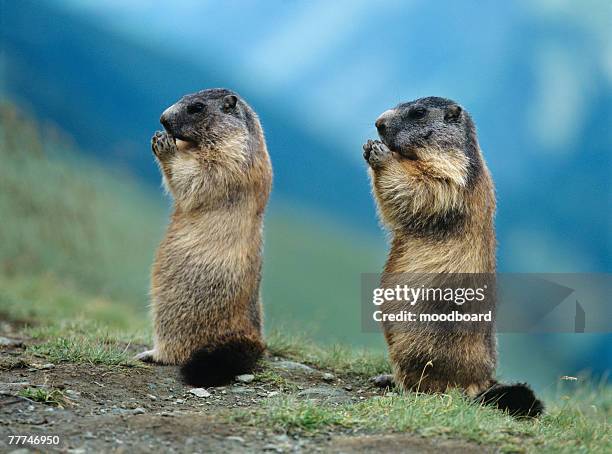 two marmots - woodchuck fotografías e imágenes de stock