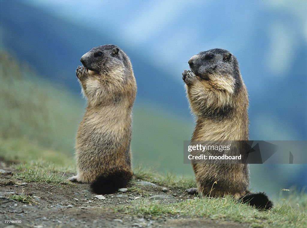 Two Marmots