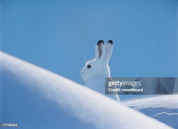 snowshoe hare - lagomorphs bildbanksfoton och bilder