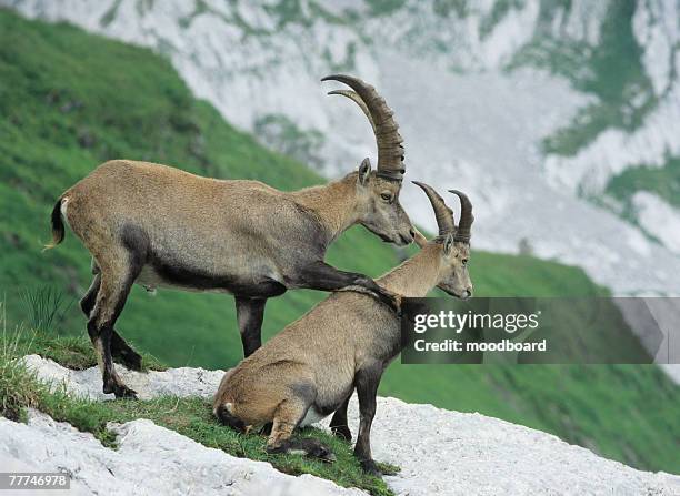 alpine ibexes - capricorn stock pictures, royalty-free photos & images