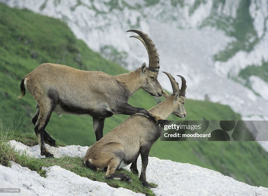 Alpine Ibexes