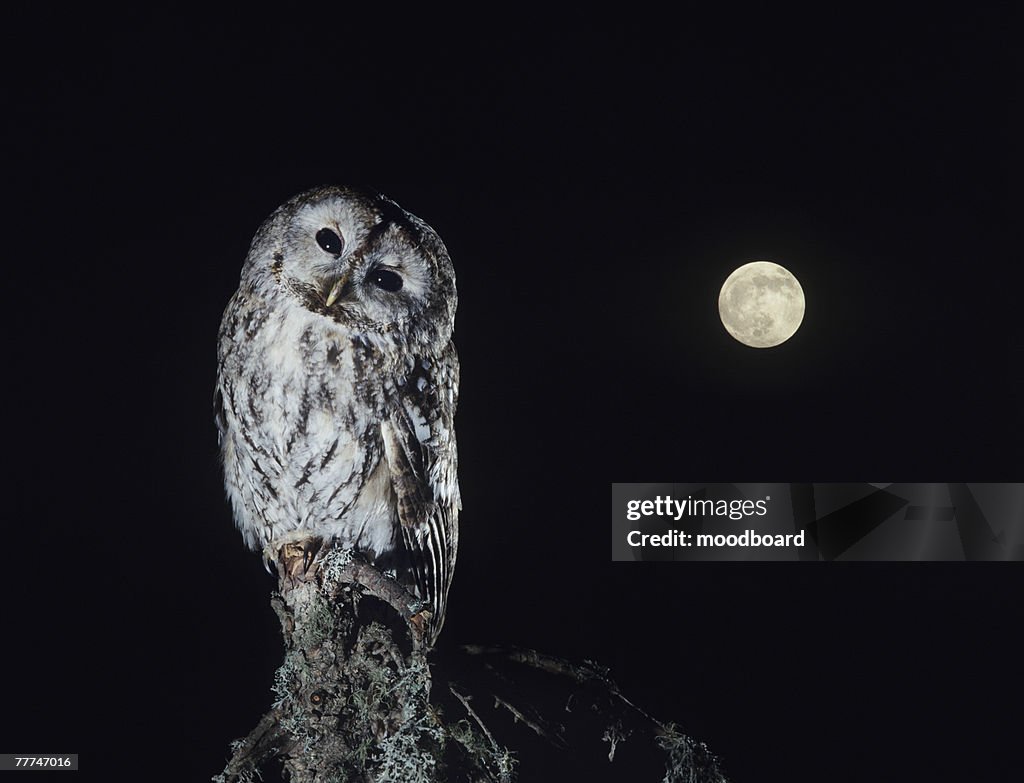 Owl on Branch