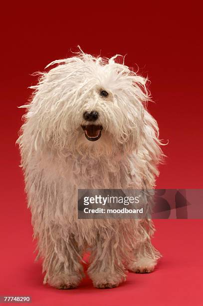 cute komondor dog - komondor stock pictures, royalty-free photos & images