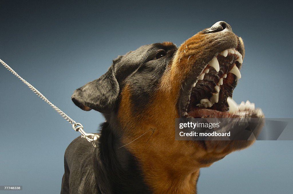 Angry Rottweiler