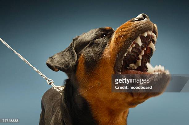 angry rottweiler - cruel stock pictures, royalty-free photos & images
