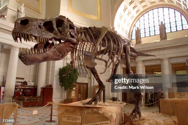The Tyrannosaurus Rex skeleton known as Sue stands on display at Union Station June 7, 2000 in Washington D.C. Sue, the 67 million-year-old dinosaur,...