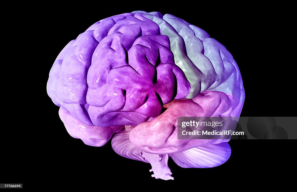 The lobes of the brain