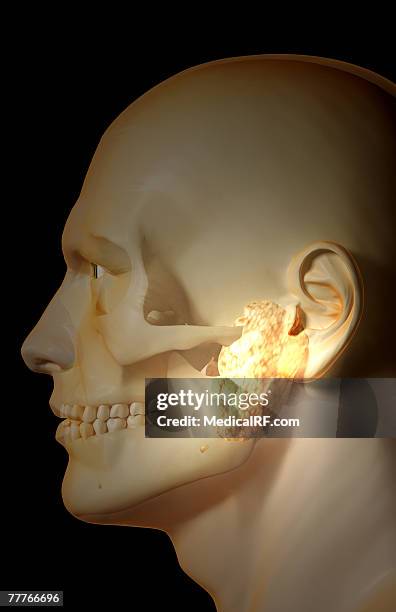 bildbanksillustrationer, clip art samt tecknat material och ikoner med the salivary glands - spottkörtel