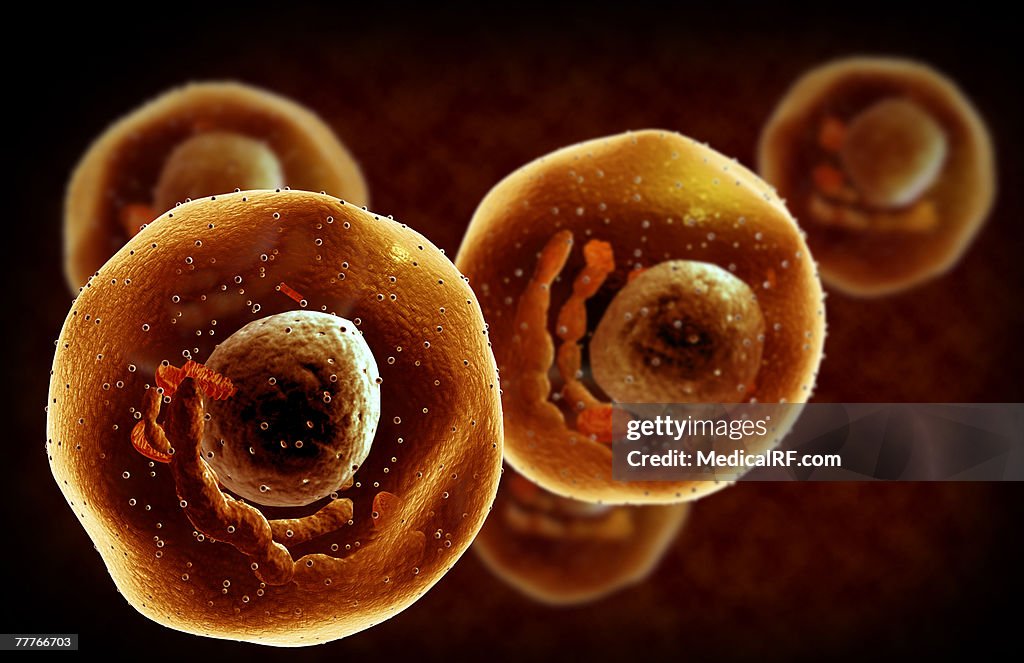 Mast cells