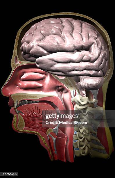 the head and neck - nasal passage stock illustrations