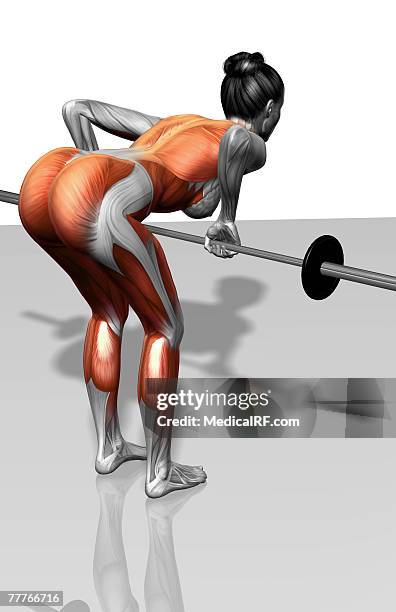 barbell bent over row exercises (part 1 of 2) - gastrocnemius stock illustrations