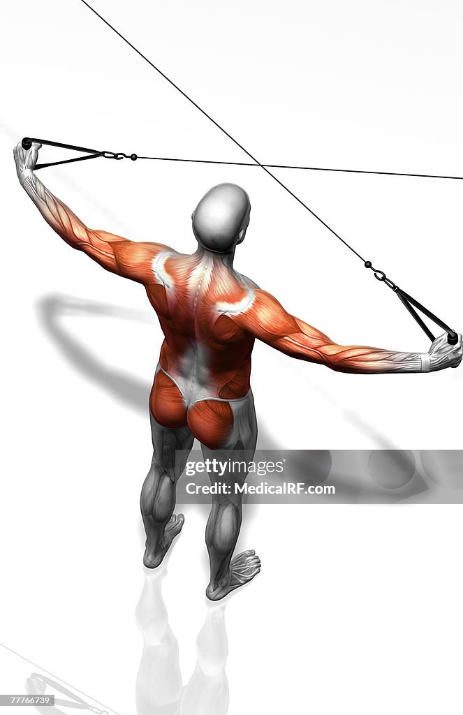 Cable rear raise