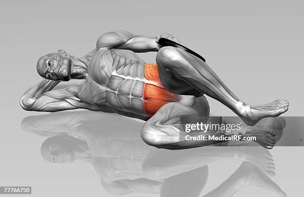 Muscles Involved In Reverse Clam Shells 199 Clamshells Stock Photos, High-Res Pictures, and Images - Getty Images