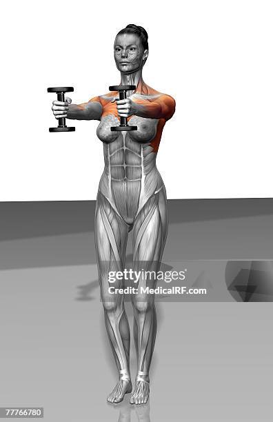 forward raise exercise - extensor carpi radialis longus stock illustrations