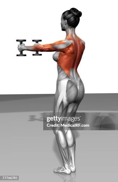 forward raise exercise - extensor carpi radialis longus stock illustrations
