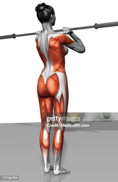 front squat exercise (part 2 of 2) - back stretch stock illustrations