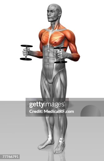Hammer curl exercise( Part 2 of 2) Hammer curl exercise( Part 2 of 2)