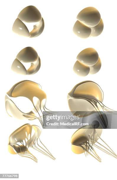 heart valves - aortic valve stock illustrations