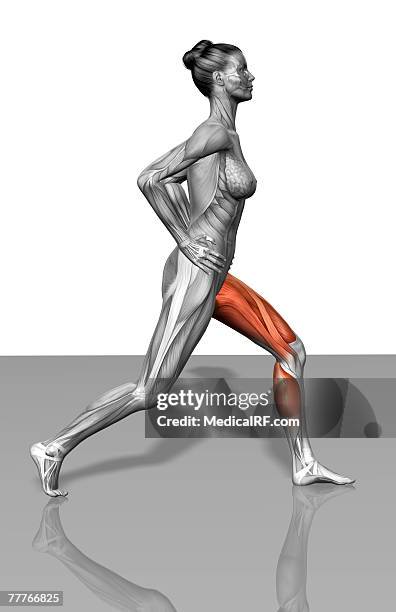 lunge exercise (part 2 of 2) - lunge exercise stock illustrations