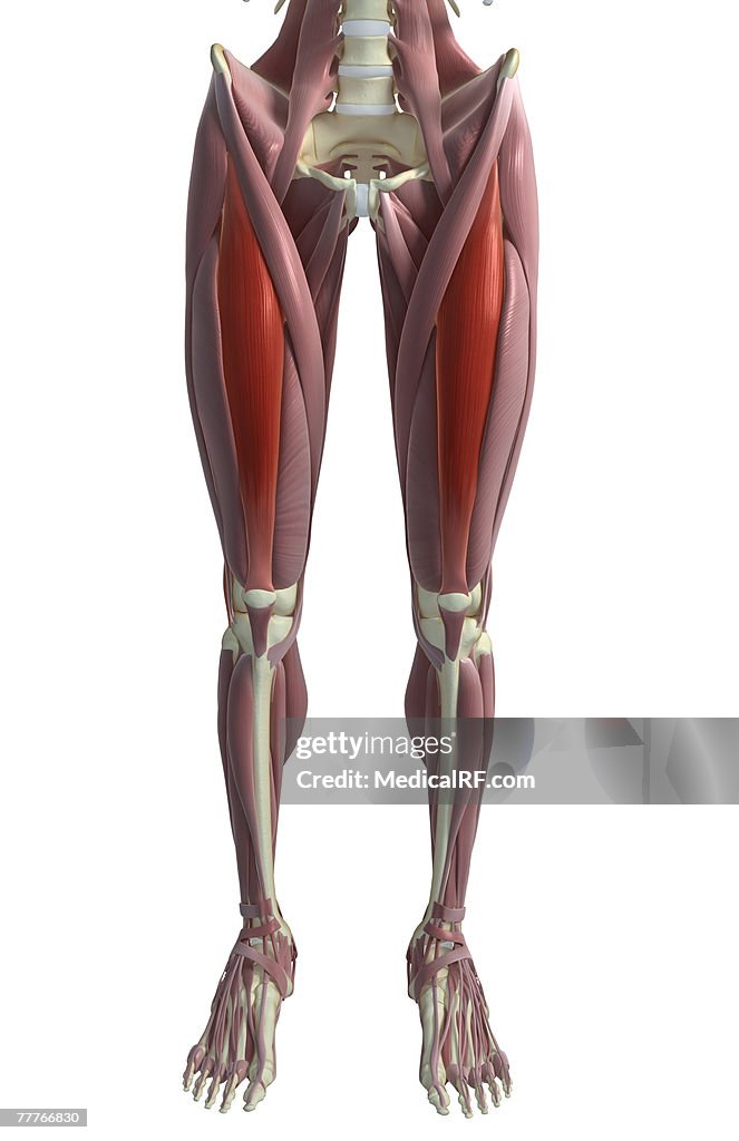 Rectus Fe Rectus Femoris High-Res Vector Graphic - Getty Images
