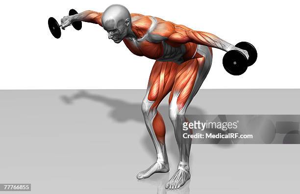 dumbbell rear lateral raise (part 1 of 2) - gastrocnemius stock illustrations