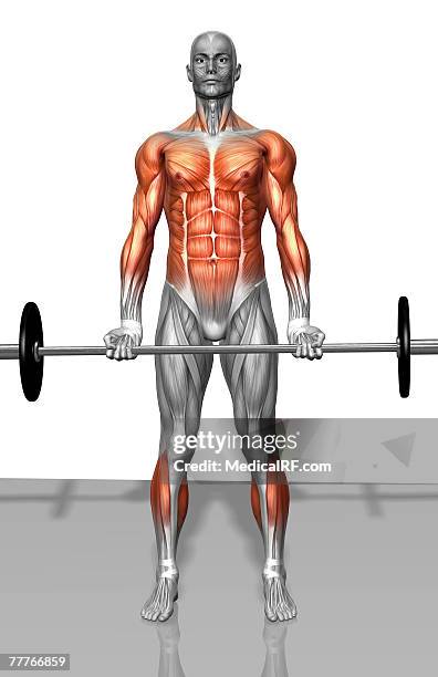 romanian deadlift (part 2 of 2) - gastrocnemius stock illustrations