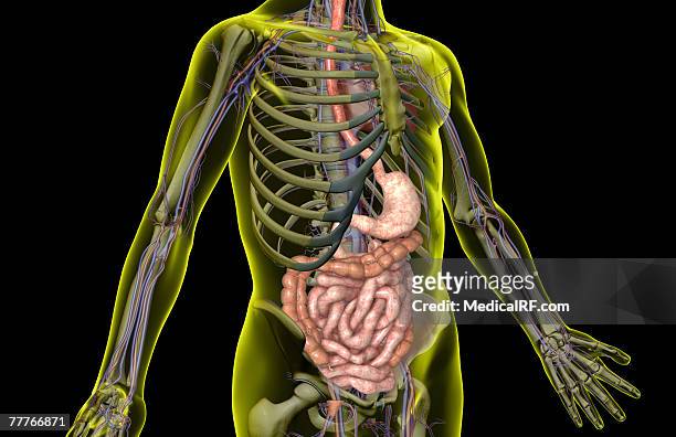 stockillustraties, clipart, cartoons en iconen met the digestive system - menselijke twaalfvingerige darm